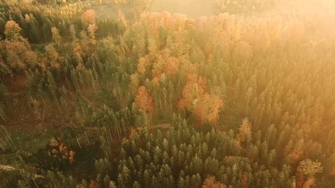 Aerial tilt shot of fall forest landscape in Bavaria Stock Footage 98545112