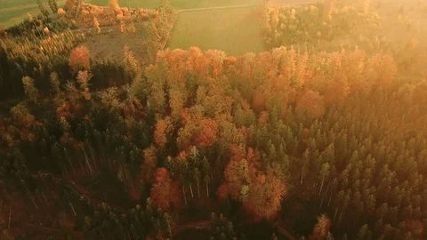 Aerial tilt shot of fall forest landscape during sunset Stock Footage 99236392