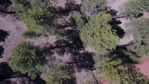 Aerial tilt shot of a pine forest in the mountains Stock Footage 74755445