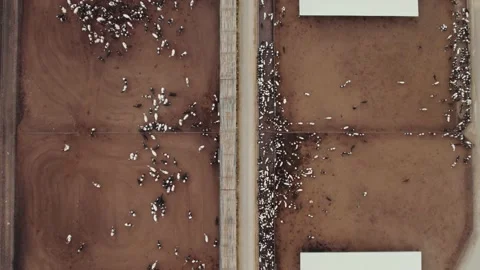 Aerial time-lapse of cattle moving Stock-Footage 189014649