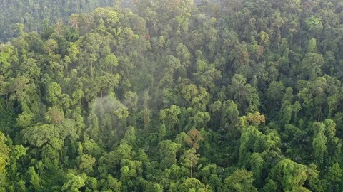 Aerial time lapse of rainforest Stock Footage 120513023