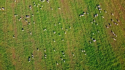 Aerial timelapse of a flock of sheep Stock Footage 147243633