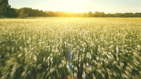 Aerial timelapse summer sun field with flowers. Nobody nature landscape. Green Stock Footage