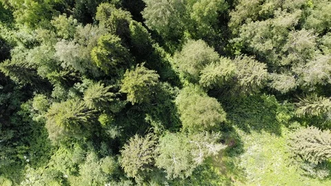 Aerial top down 4k view of pine forest in summer at sunset or sunrise Stock Footage 123821441