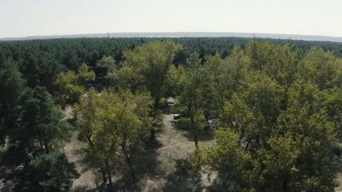 Aerial top down 4k view of pine forest. Cinematic drone shot flying over pine Stock Footage 168889493