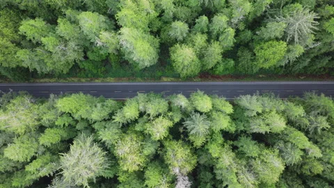 Aerial top down 4k view of SUV car driving on country road in evergreen forest Stock-Footage 265924401