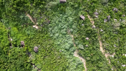 Aerial top down ascending drone view of a tropical forest Stock Footage 246589817