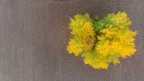 Aerial top-down autumn view of a few yellow trees in a ploughed field 스톡 동영상 244021148