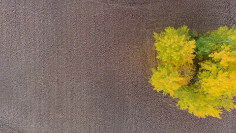 Aerial top-down autumn view of a few yellow trees in a ploughed field 스톡 동영상 245956308