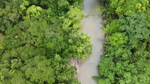 Aerial Top Down Backward Tropical Rainforest River Jungle Stockbeeldmateriaal 331011013