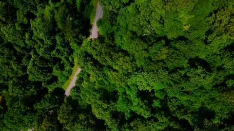 Aerial top down of beaten path in green forest in summer coal country Penns.. Stock Footage 291586562