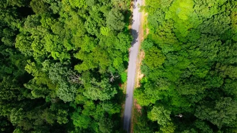Aerial top down of beaten path in green forest in summer coal country Penns.. Stock Footage 291586575