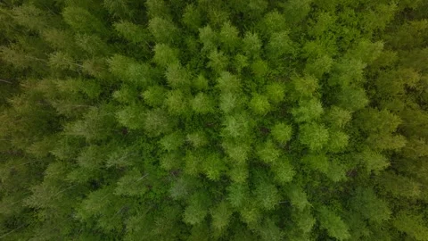 Aerial top down birch canopy with pale trunks and spaced crowns Stock Footage 337582976