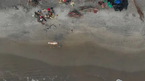 Aerial Top Down Bird View on Bhagnari Bullock Cow at a Indian Beach | Coast Stock Footage 140724735