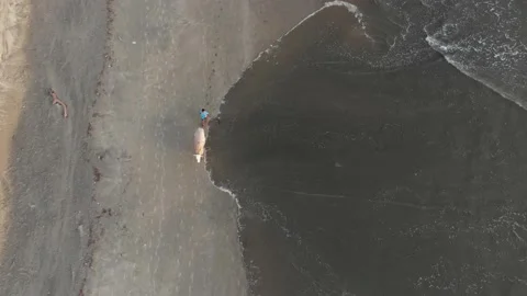 Aerial Top Down Bird View of a Bullock at a Indian Beach | Coastline Shore Stock Footage 140725220