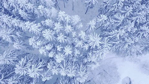 Aerial top down camera zoom video of beautiful blue winter pine snow forest in Stock Footage 103939790
