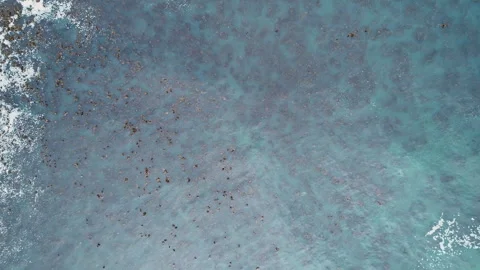 Aerial top down: Clear ocean water with visible kelp forests below the surface Stock Footage 246476270