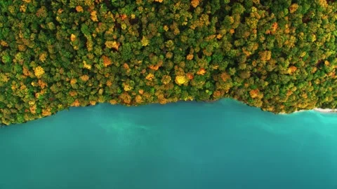 Aerial top down clear turquoise water of mountain lake with pine tree forest Stock Footage 305604157