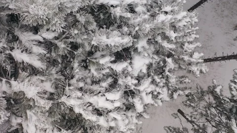 Aerial top down closeup view of pine tree covered with snow Stock Footage 146058406