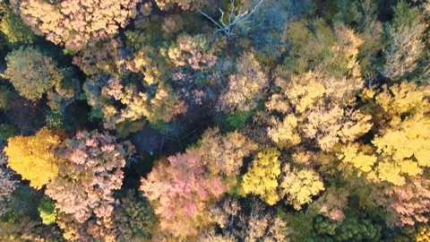Aerial top down of colorful trees in Prospect Park Brooklyn during fall in .. Stock Footage 284478146