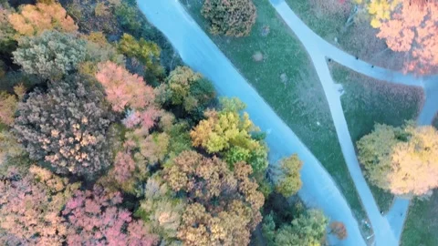 Aerial top down of colorful trees in Prospect Park Brooklyn during fall in .. Stock-Footage 284478153