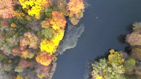 Aerial top down of colorful trees in Prospect Park Brooklyn during fall in .. Stock Footage 284480982
