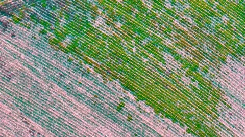 Aerial top down of corn field farmland mountains sunset rural Appalachia Ce.. Stock-Footage 318648445
