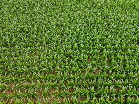 Aerial top down of corn field farmland in the Appalachian mountains in rura.. Stock Photos