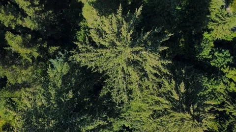 Aerial top down of Council Crest Park Portland forest nature view on sunny .. 스톡 동영상 295155205