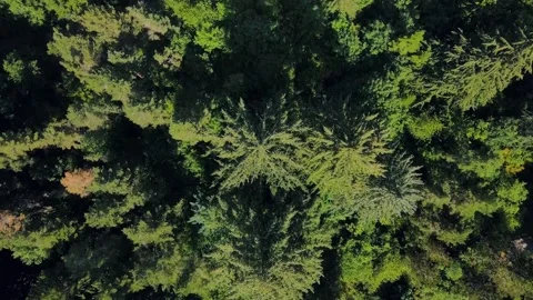 Aerial top down of Council Crest Park Portland forest nature view on sunny .. 스톡 동영상 295155299