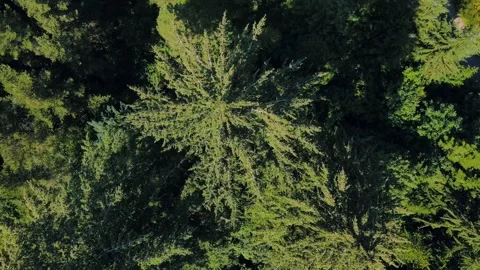 Aerial top down of Council Crest Park Portland forest nature view on sunny .. Vídeos de archivo 295155302
