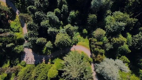 Aerial top down of Council Crest Park Portland forest nature view on sunny .. 動画素材 295156773