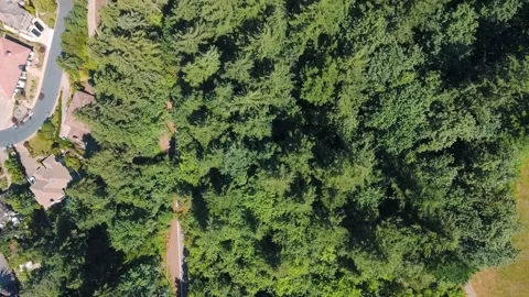 Aerial top down of Council Crest Park view Portland nature view on sunny su.. Vídeo Stock 295158712