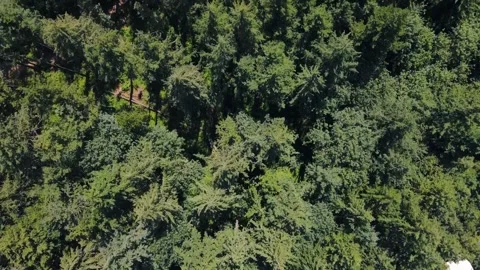 Aerial top down of Council Crest Park view Portland nature view on sunny su.. Vídeos de archivo 295210945