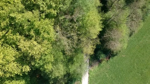 Aerial top down of dense forest 動画素材 88818733