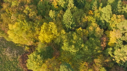AERIAL TOP DOWN Dense mixed forest with rich pattern of green, yellow and orange Stock Footage 344908525
