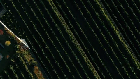 Aerial top down descending view of a vineyard at sunset Stock Footage 117351903