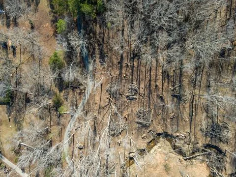 Aerial top down destroyed forest winter after Hurricane Helene damage Appli.. Stock Photos