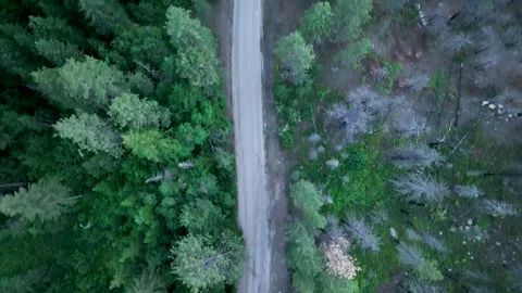 Aerial Top Down Dirt Road Winding Through Green Pine Forest Summer Drone Stock Footage 335485536