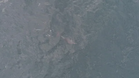 AERIAL, TOP DOWN Dolphin with a cub Stock Footage 121719790