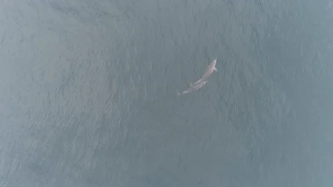 AERIAL, TOP DOWN Dolphin with a cub Stock Footage 121719911