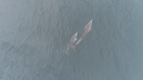 AERIAL, TOP DOWN Dolphin with a cub Stock Footage 121719959
