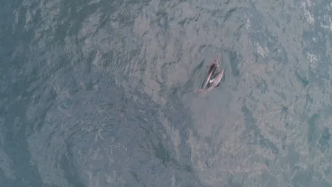 AERIAL, TOP DOWN Dolphin with a cub Stock Footage 121720134