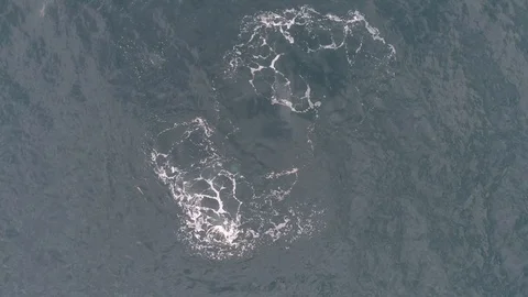 AERIAL, TOP DOWN Dolphin with a cub Stock Footage 121720229