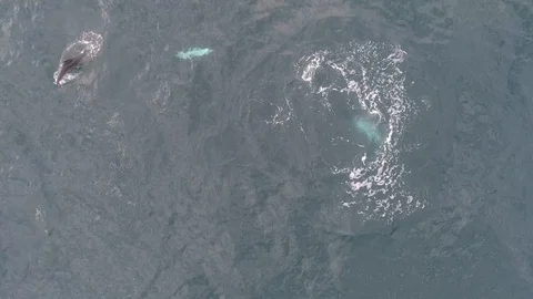 AERIAL, TOP DOWN Dolphin with a cub Stock Footage 121722805