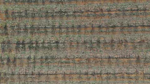 Aerial top-down drone abstract view of a kaki orchard in winter. Stock Footage 261979117