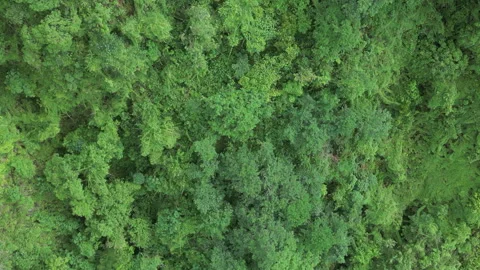 Aerial Top-Down Drone Ascent Over Dense Tropical Forest Canopy Near Vilcabamba 스톡 동영상 331122412
