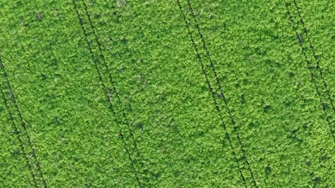 Aerial top down drone flies over green agriculture field Stock Footage 136701925