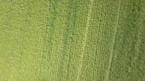 Aerial top down drone flies over green wheat field. Cereal plants land Video stock 146436177