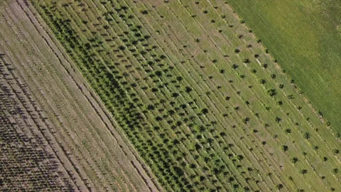 Aerial top down drone flies over green wheat field. Stock Footage 151500192